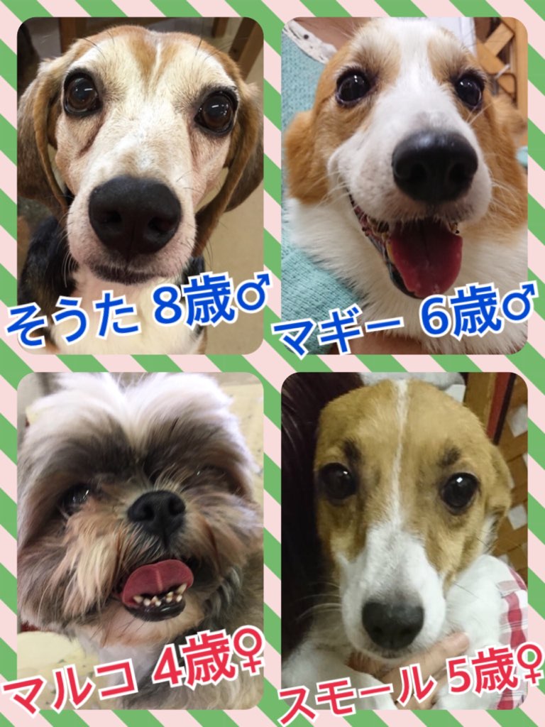 【🐾今日の里親様募集中ワンコメンバー🐶】2018,7,3